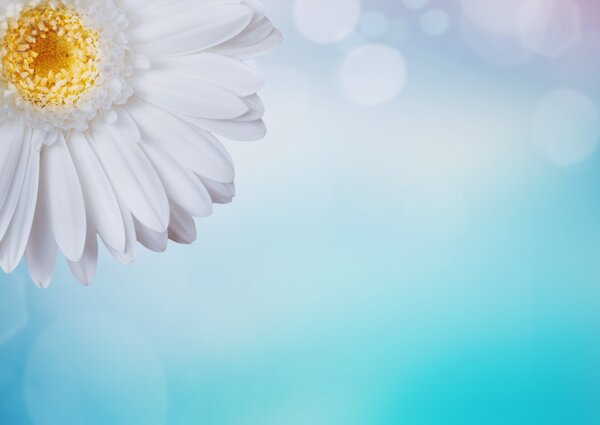 雏菊背景图片