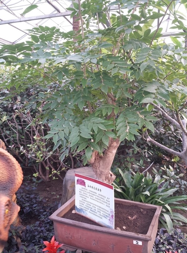 海南黄花梨盆景图片