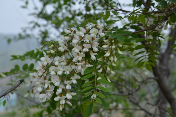 槐花香图片