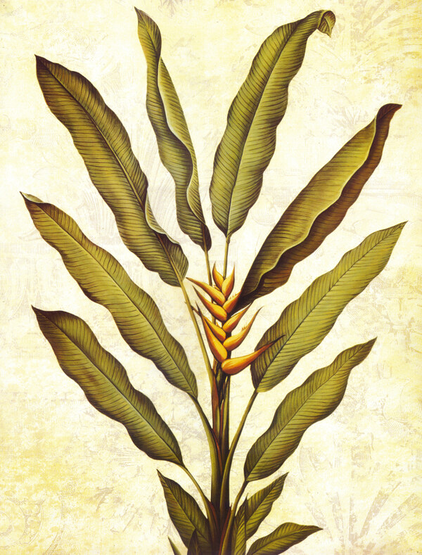 欧美复古植物装饰画