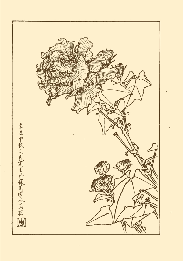 芙蓉图片