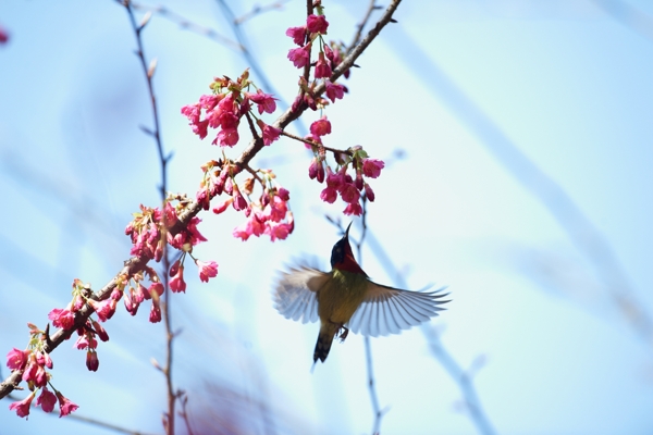 花鸟摄影