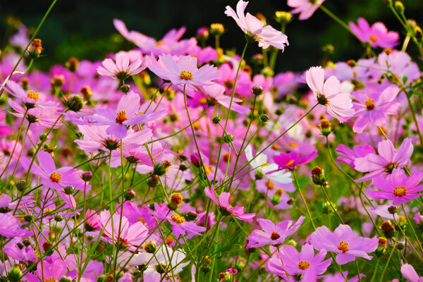 格桑花