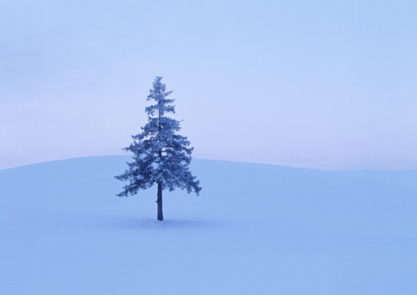 雪地里的树木图片