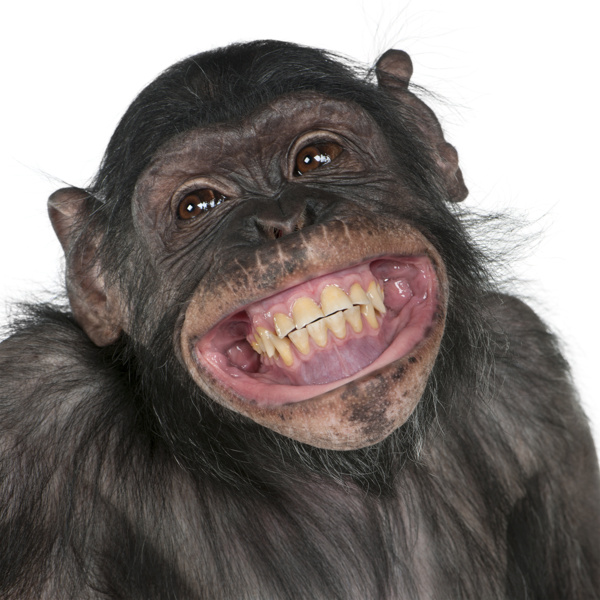 开心的黑猩猩图片