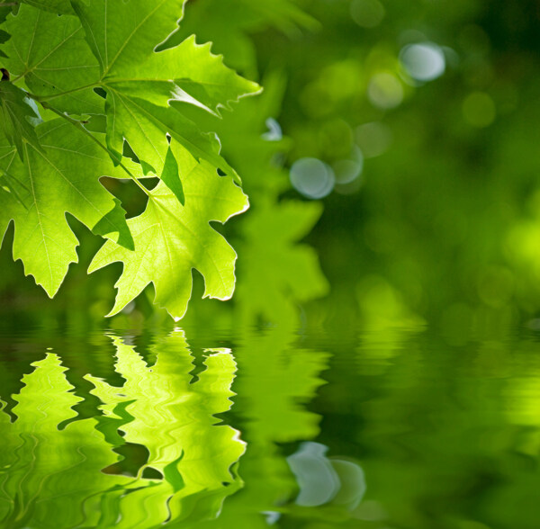 绿叶与水面倒影背景图片