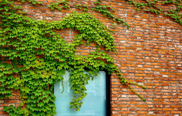 植物外墙