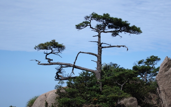 黄山松图片