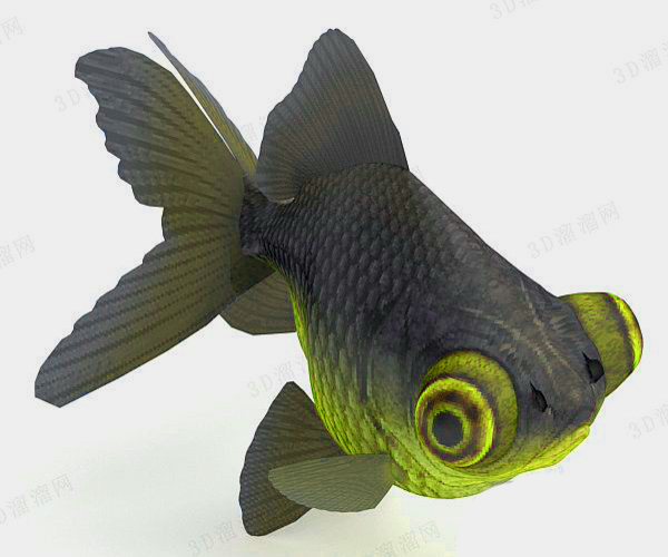 金鱼模型