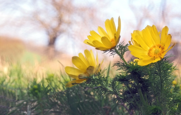 唯美黄雏菊花图片