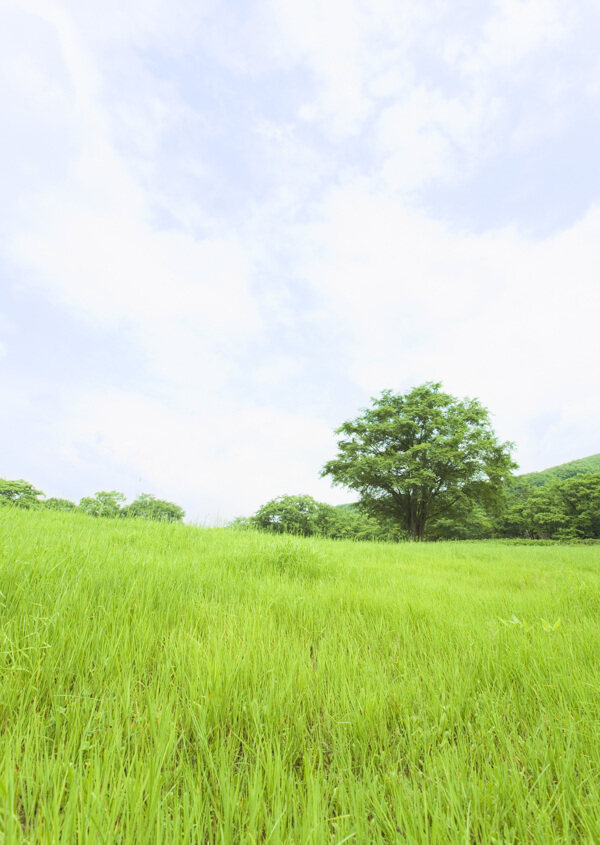 草地蓝天