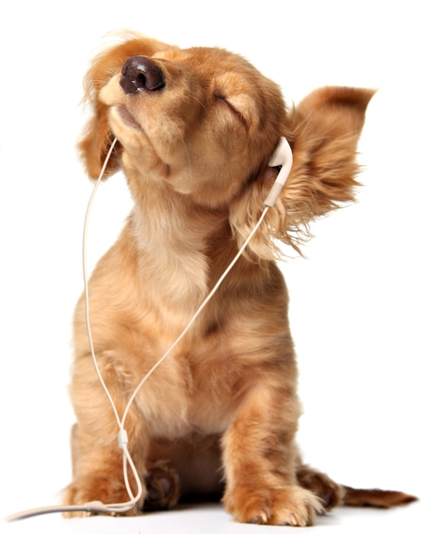 听耳机的狗狗