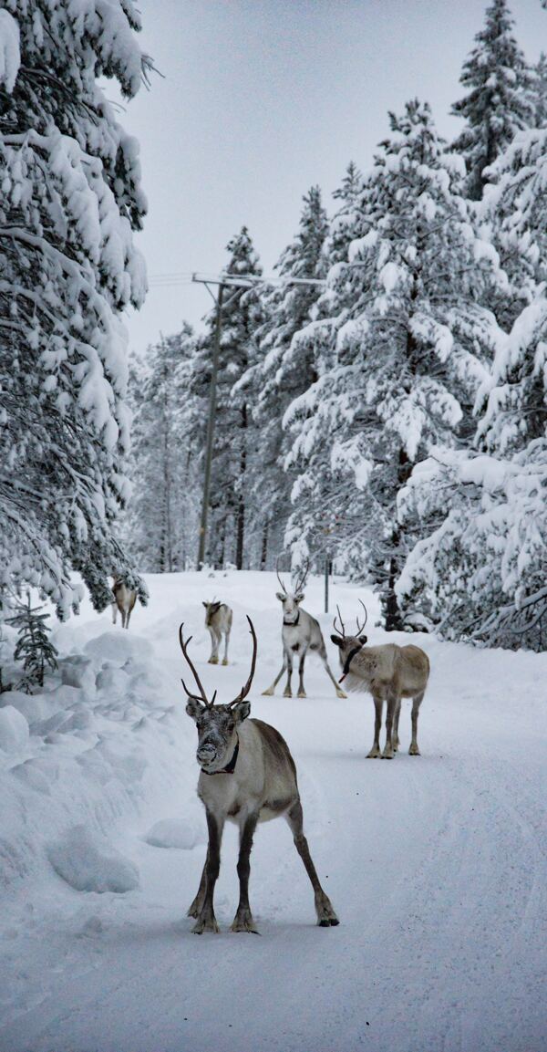 雪地里的麋鹿