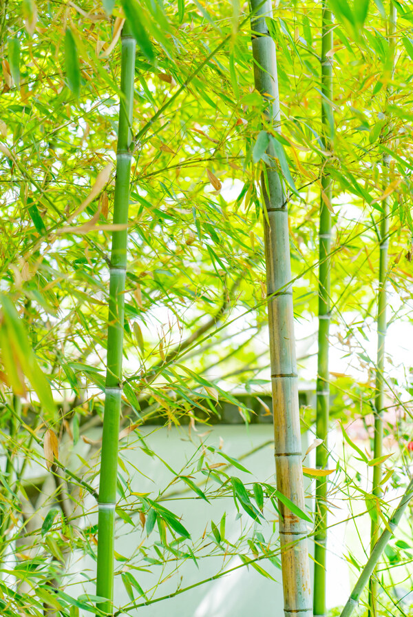 护眼绿色竹子图片