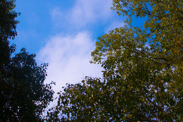 春天树木天空背景