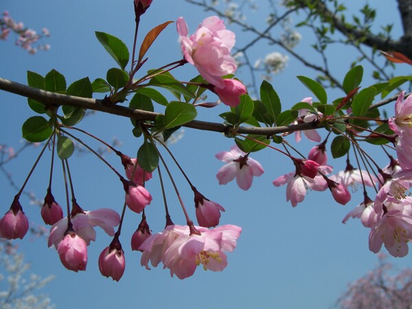 樱花图片