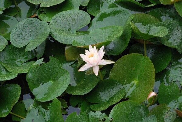 雨中莲花图片