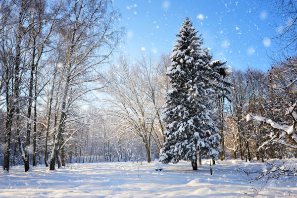 美丽树林雪景图片