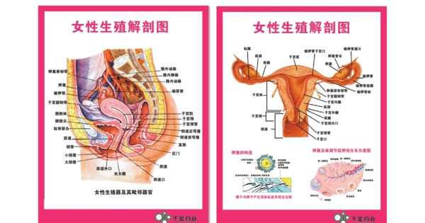 女性人体解剖图cdrx4