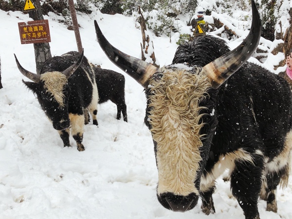 雪中牦牛