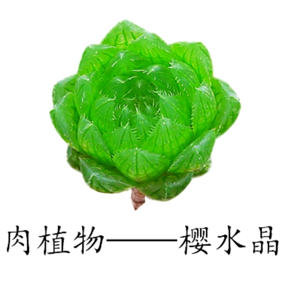 多肉植物樱水晶