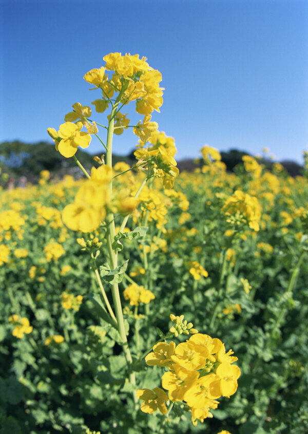 高清图库素材阳光鲜花