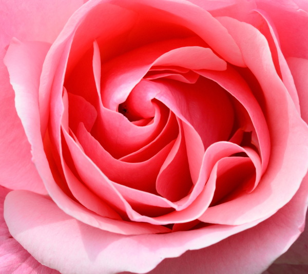 粉色玫瑰花壁纸图片