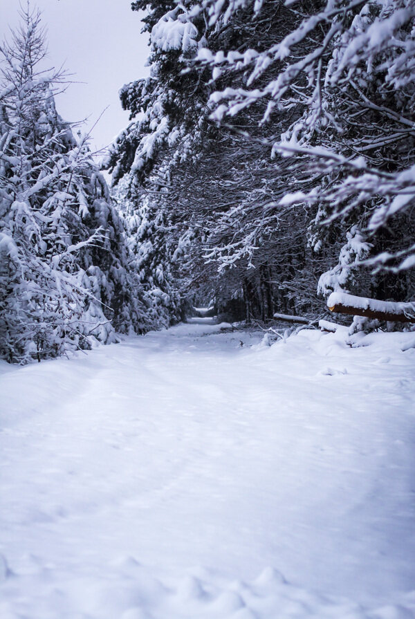 树林雪景摄影图片