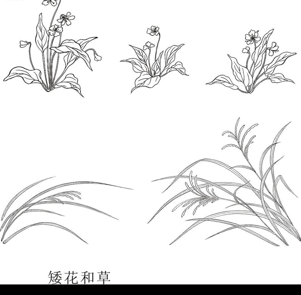 矮花和草图片