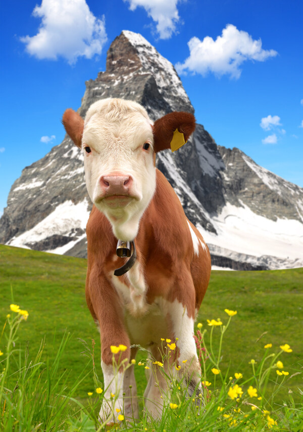 雪山牧场上的奶牛