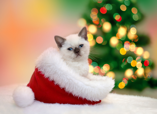圣诞帽子内的小猫图片