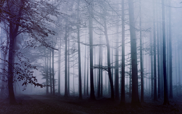 丛林迷雾图片