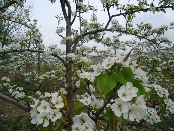 梨花