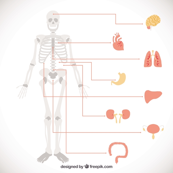 图表人体器官
