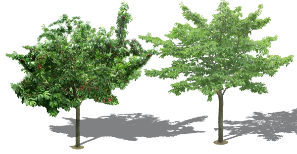 景观设计两棵高清樱桃果树