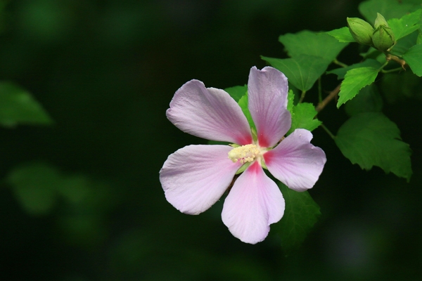 木槿花