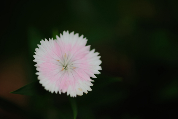 位图植物摄影写实花卉花朵数码照片免费素材