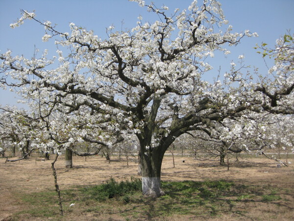 开满梨花的大梨树图片