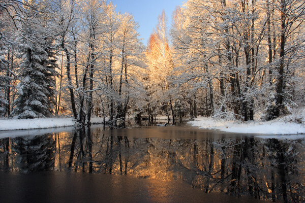美丽冬天树林风景图片