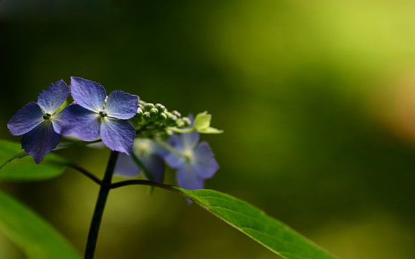 位图植物花朵写实花卉丁香花免费素材