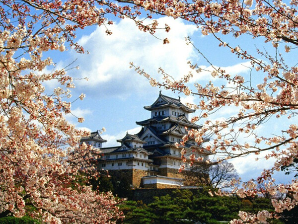 精选特色日本樱花风景