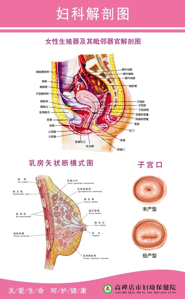 妇产展板图片