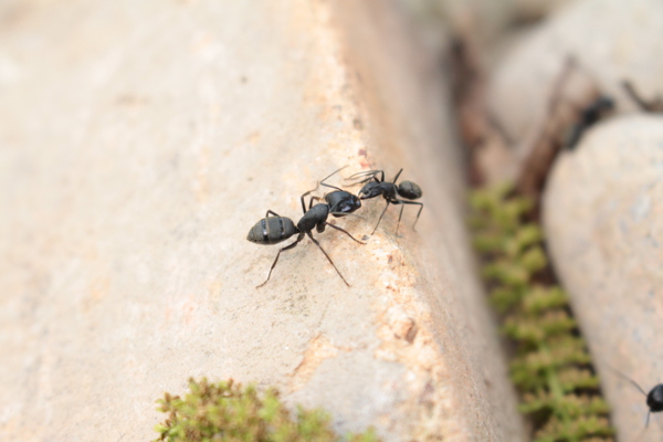 两只蚂蚁图片