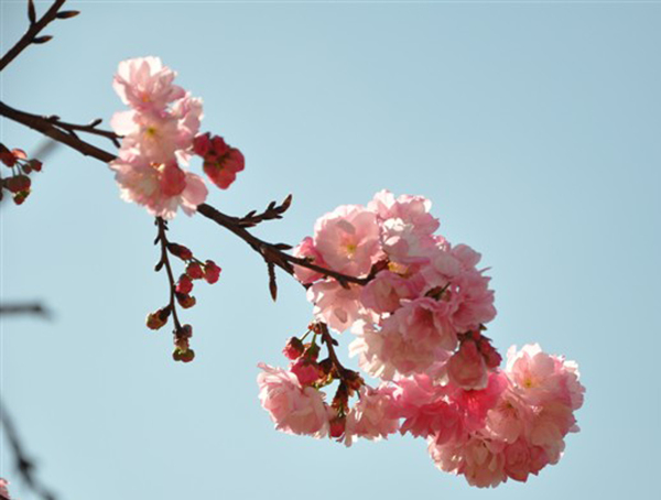 樱花图片