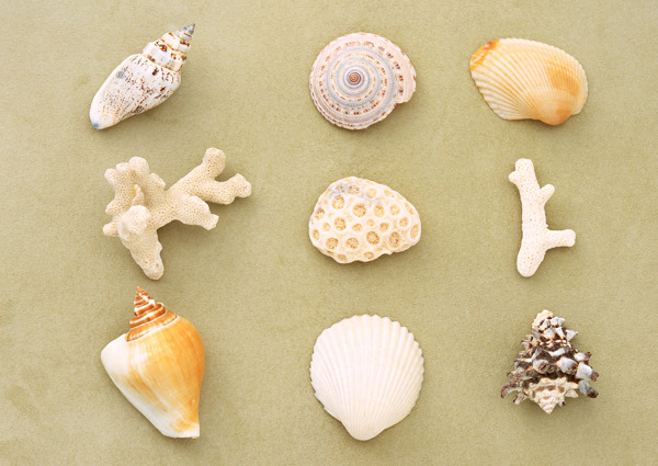 贝壳和珊瑚图片