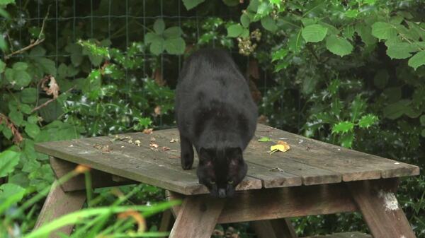 黑猫跳下桌子