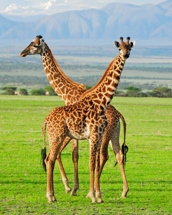 绿地上的长颈鹿图片