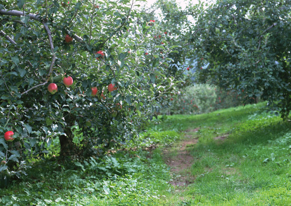 苹果园摄影图片