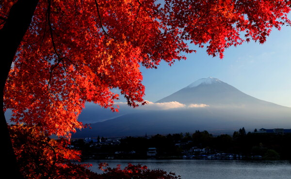 富士山红枫叶
