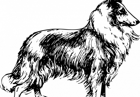 矢量插画的牧羊犬